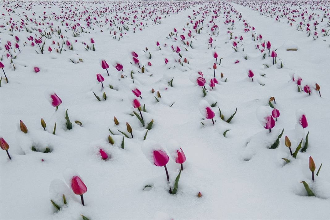 Ünlü lale bahçesi bu yıl bambaşka bir görsel şölen sunacak 1